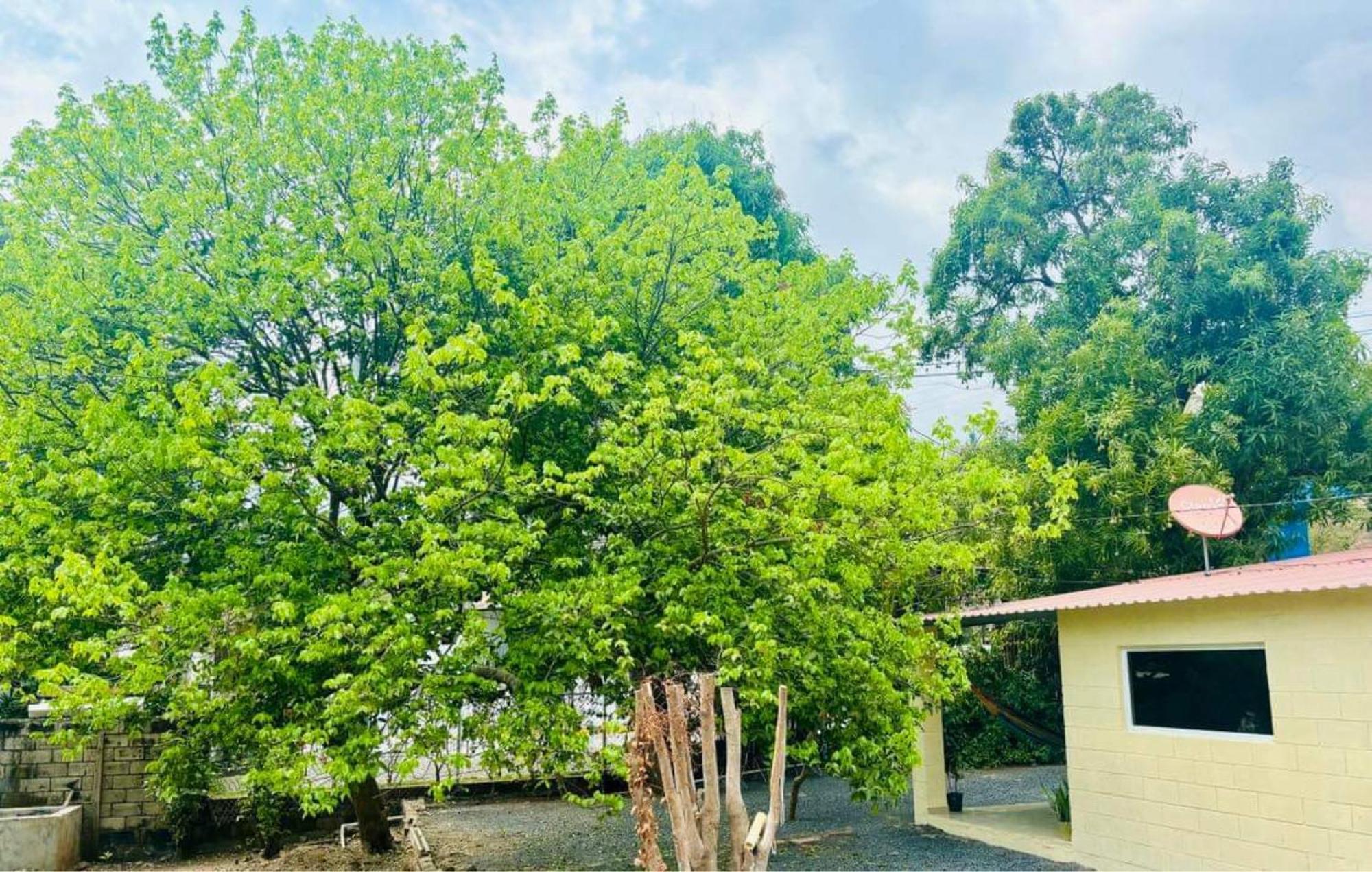 Hostal Camila'S Tamanique Dış mekan fotoğraf